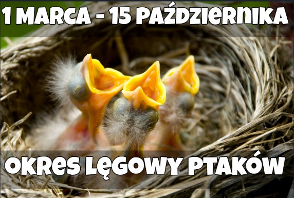 okres lęgowy ptaków